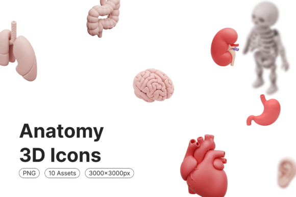 Anatomy 3D Icons: Precision, Clarity, and Visual Authority for Health & Science Communication
